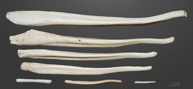 Penisové kosti různých živočichů se co do velikosti liší.
