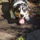 Plastové házedlo proubouzí v psovi agresivitu a stres - black-brown-white-dog-waiting-ball-toss-playful-friendly-border-collie-lying-patiently-tennis-owner-to-throw-43872140