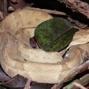 Křovinář ostrovní: jeden z nejnebezpečnějších hadů okupuje celý ostrov - bothrops_insularis-folha