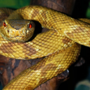 Křovinář ostrovní: jeden z nejnebezpečnějších hadů okupuje celý ostrov - bothropus-inslularis