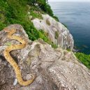 Křovinář ostrovní: jeden z nejnebezpečnějších hadů okupuje celý ostrov - ilha-da-queimada-grande-or-snake-island-brazil