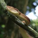 Křovinář ostrovní: jeden z nejnebezpečnějších hadů okupuje celý ostrov - jararaca-ilhoa-2