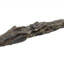 Ne/Úmyslně mumifikovaná zvířata - krokodyl