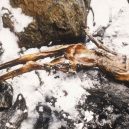 Vědci provedli analýzu Ötziho žaludku - mumii-otziho-objevili-v-zari-1991-dva-nemecti-poutnici-na-hranici-mezi-rakouskem-a-italii-ve-vysce-3210-metru