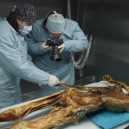 Vědci provedli analýzu Ötziho žaludku - otzi-staab-1w-1