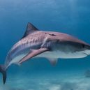 Žraloci, nejděsivější mořští predátoři - 1024px-tiger_shark