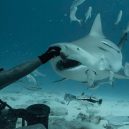 Žraloci, nejděsivější mořští predátoři - bull-shark-scuba-diving-cozumel-2
