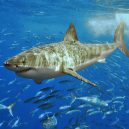Žraloci, nejděsivější mořští predátoři - greatwhite1