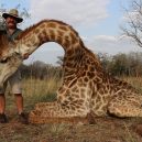 Lov žiraf – krutá zábava vede k jejich vyhynutí - giraffe