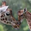 Lov žiraf – krutá zábava vede k jejich vyhynutí - giraffe-endangered