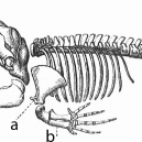 Rudimenty – pozůstatky nepotřebných částí těl živých tvorů - whale_skeleton