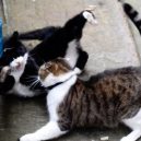 Larry – z útulku do sídla britských premiérů - PAY-Palmerston-the-Foreign-office-cat-blackwhite-and-Larry-the-No10-cat-ongoing-fight-this-morning