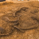 Pohřbený vůz s jezdcem i zapřaženými koňmi nadchl archeology - Snímek obrazovky 2018-12-21 v 11.39.07