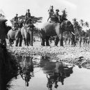 Zvířata a válka. 14 fotografií zachycující obvyklé i neobvyklé způsoby využití zvířat v armádě - elephant-tanks