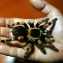 Tarantule držená jako rukojmí a další zločiny, které by vás ani ve snu nenapadly - gettyimages-2080076