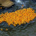 Slavná havárie: gumové kachničky zaplavily Tichý oceán - ken-ducky_derby_2009_lot_of_ducks