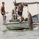 Zvířata a válka. 14 fotografií zachycující obvyklé i neobvyklé způsoby využití zvířat v armádě - navy-dolphin