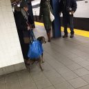 Nové nařízení komplikuje život newyorským pejskařům. Podívejte se, jak vtipně si s problémem poradili - nyc-subway-dog1