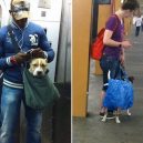 Nové nařízení komplikuje život newyorským pejskařům. Podívejte se, jak vtipně si s problémem poradili - nyc-subway-dog12