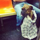 Nové nařízení komplikuje život newyorským pejskařům. Podívejte se, jak vtipně si s problémem poradili - nyc-subway-dog14