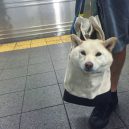 Nové nařízení komplikuje život newyorským pejskařům. Podívejte se, jak vtipně si s problémem poradili - nyc-subway-dog16