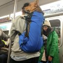 Nové nařízení komplikuje život newyorským pejskařům. Podívejte se, jak vtipně si s problémem poradili - nyc-subway-dog18