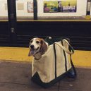 Nové nařízení komplikuje život newyorským pejskařům. Podívejte se, jak vtipně si s problémem poradili - nyc-subway-dog5