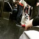 Nové nařízení komplikuje život newyorským pejskařům. Podívejte se, jak vtipně si s problémem poradili - nyc-subway-dog8