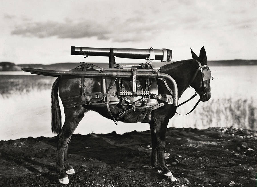 Osli byli často využíváni pro přenos zbraní. Na fotografii z roku 1930 můžete vidět osla s raketometem na zádech