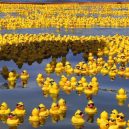 Slavná havárie: gumové kachničky zaplavily Tichý oceán - rubber_duck_sea_by_whispering_hills_1000_673_84_c1