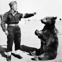 Zvířata a válka. 14 fotografií zachycující obvyklé i neobvyklé způsoby využití zvířat v armádě - wojtek-bear