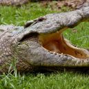 8 bizarních nehod, kterými byste určitě nechtěli přijít o život a které se skutečně staly - Crocodile