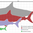 Největší žralok mohl dosahovat délky až 30 metrů! - megalodon-scale-sharks-humans