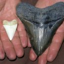 Největší žralok mohl dosahovat délky až 30 metrů! - megalodon-tooth-great-white