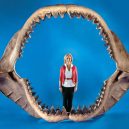 Největší žralok mohl dosahovat délky až 30 metrů! - woman-megalodon-jaws