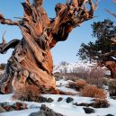 Nejstarší strom světa Metuzalém – která z těchto úchvatných borovic to je, můžeme jen hádat - Bristlecone-Pine-Forest-Snowy.jpg.638x0_q80_crop-smart