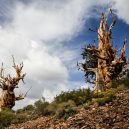 Nejstarší strom světa Metuzalém – která z těchto úchvatných borovic to je, můžeme jen hádat - bristleconepine-forest.jpg.1000x0_q80_crop-smart