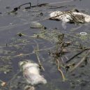 Peklo na zemi. Takhle vypadá život v znečištěné Číně - chinese-pollution-fish