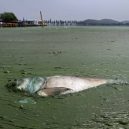 Peklo na zemi. Takhle vypadá život v znečištěné Číně - dead-fish