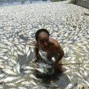 Peklo na zemi. Takhle vypadá život v znečištěné Číně - dead-fish-from-pollution