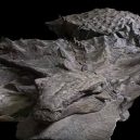 Dinosauří fosilie vypadá jako živá - Armoured Creature Nodosaur  (1)