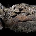Dinosauří fosilie vypadá jako živá - dine-1