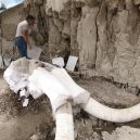 První skutečná jáma na lov mamutů byla odkryta v Mexiku - Huge-Mammoth-Skeletons-Found-in-Mexico