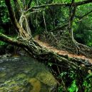 Pohádkové mosty z kořenů stromů jsou staré stovky let - Living-root-bridge-6