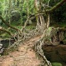 Pohádkové mosty z kořenů stromů jsou staré stovky let - living root bridge tree india Meghalaya 10