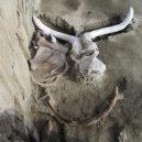 První skutečná jáma na lov mamutů byla odkryta v Mexiku - mexico-anthropology_mammoths