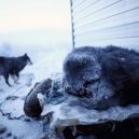 Nejchladnější vesnice světa – sibiřský Ojmjakon - coldest-city-sleeping-dog