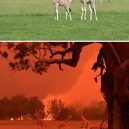 Austrálie před a po. Vlna požárů zdevastovala značnou část ostrovního kontinentu - australia-bushfires-before-after-photos-22-5e159968b2b49__700