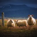 20 důkazů toho, že Island pravděpodobně tím nejkrásnějším místem na světě - iceland-travel-photography-albert-dros-4