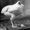 Zázračné „zombie kuře“ žilo 18 měsíců bez hlavy - _85456544_mike_headless_getty976